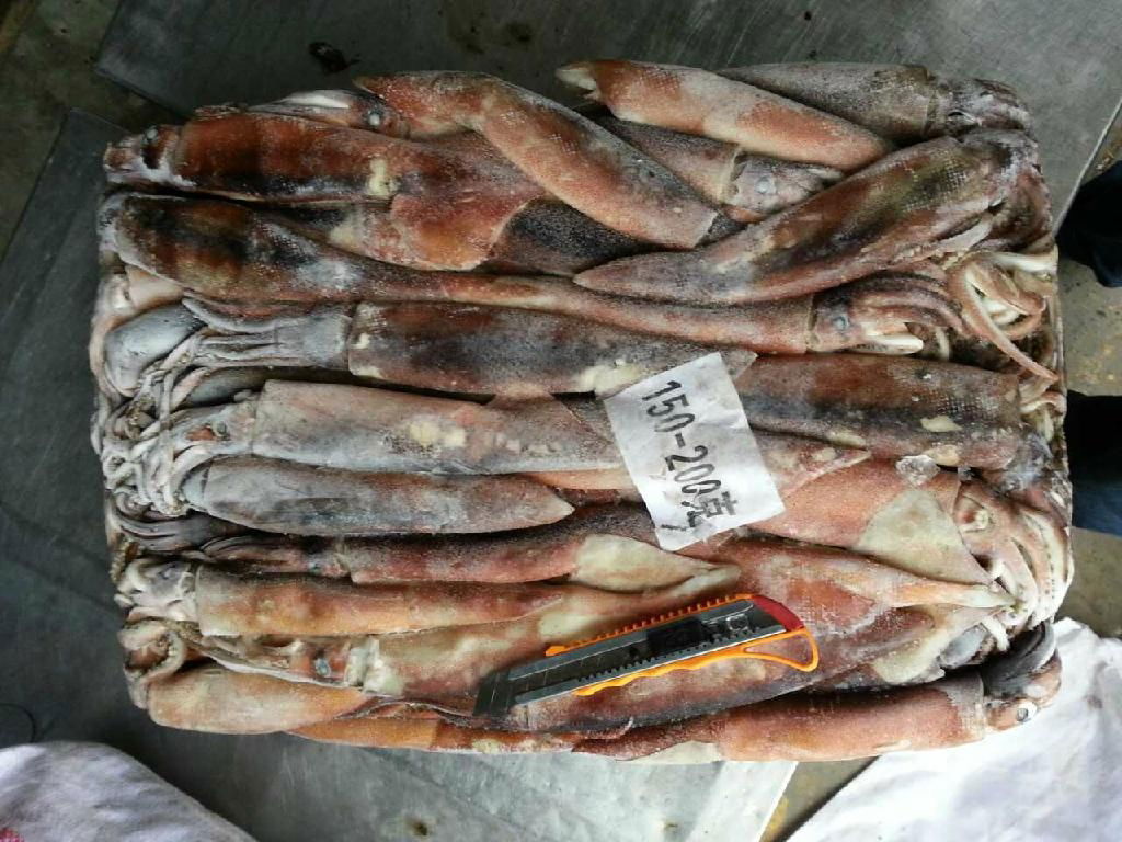 Illex Squid