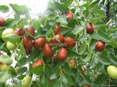 Organic Jujube, Organic Red Dates