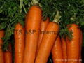 Fresh Carrot 