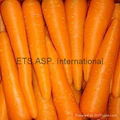 Fresh Carrot  2