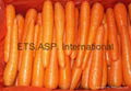 Fresh Carrot  3