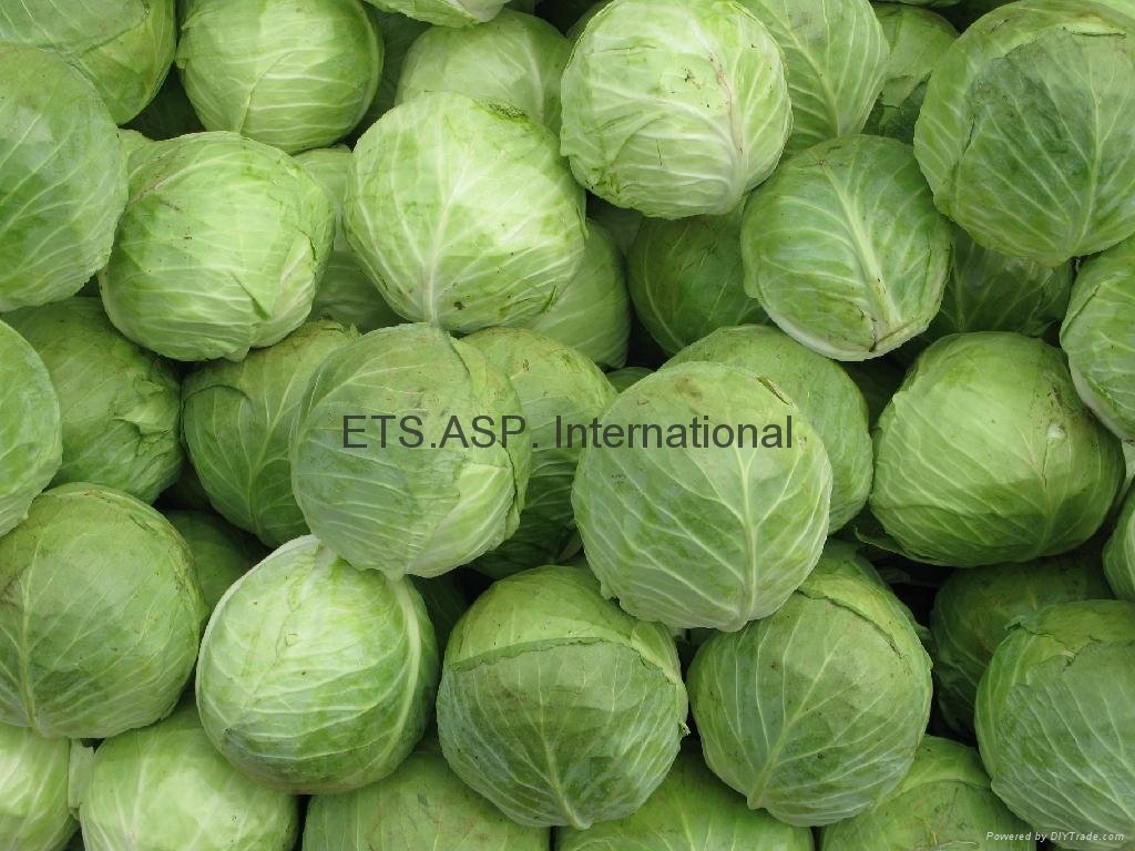 Fresh Cabbage 2