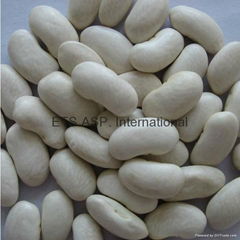 white kidney bean 