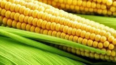 YELLOW MAIZE