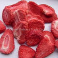 Wholesale Cheap Freeze Dried