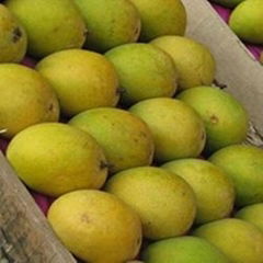 Fresh Mangoes