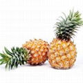 Fresh Pineapple 1