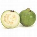 Fresh Guava 1