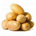 Fresh Potatoes 1