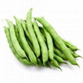 Fresh Beans 1