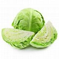 Fresh Cabbage 1