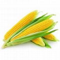 Fresh Corn 1