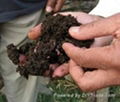 Vermicompost 5