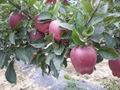 We are the biggest suppliers of fresh fruits  2