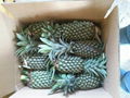 Fresh Pineapple 1