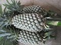 Fresh Pineapple 5