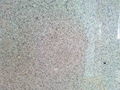 grey sesame white granite G603