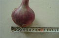 fresh red onion