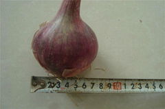 fresh red onion