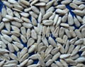 Sunflowerseed kernels