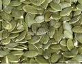 pumpkin seeds kernel  2