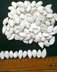 pumpkin seeds 