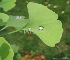 Organic Ginkgo biloba leaf