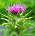 Milk thistle 2