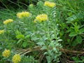 Rhodiola rosea 1