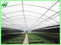 tunnel greenhouse  1