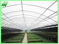 tunnel greenhouse