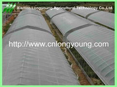 Economical Tunnel Greenhouse