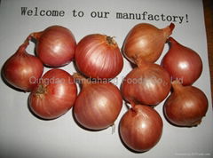 GAP Red Fresh Onion in Season