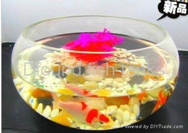 Round Glass Fish Tank 2