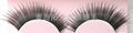 eyelash  a6 1