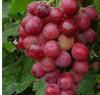 Grape Seed P.E. 3