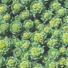 Rhodiola P.E. 2