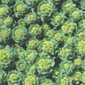 Rhodiola P.E. 2