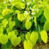 Epimedium extract