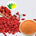 Wolfberry Extract