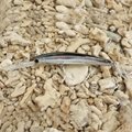 Crystal Minnow Holographic Deep Diver