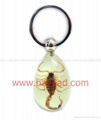 蠍子王昆虫琥珀鑰匙扣 不變形不變質飾品  2