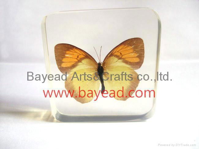 Real Butterfly Inside Acrylic Resin Specimen 3