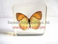 Real Butterfly Inside Acrylic Resin Specimen 3