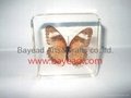 Real Butterfly Inside Acrylic Resin Specimen 4