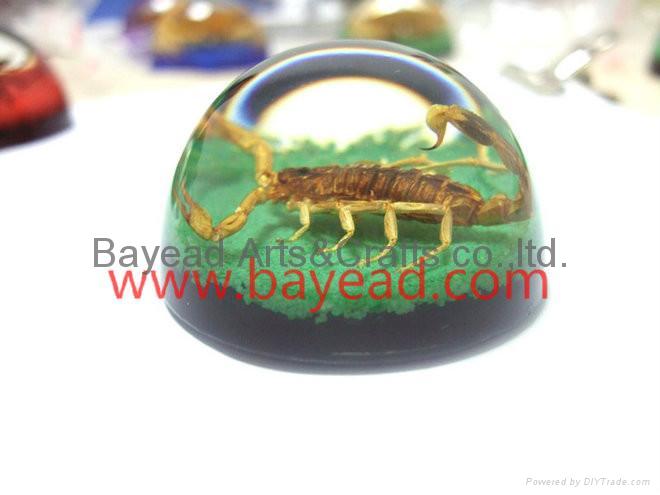 Real Scorpion insect amber Paperweights resin crafts business gift