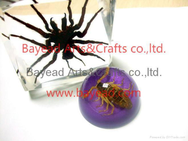 Real Scorpion insect amber Paperweights resin crafts business gift 2