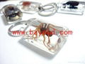 real insect Lucite amber keychains 1