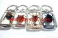 real insect Lucite amber keychains 4