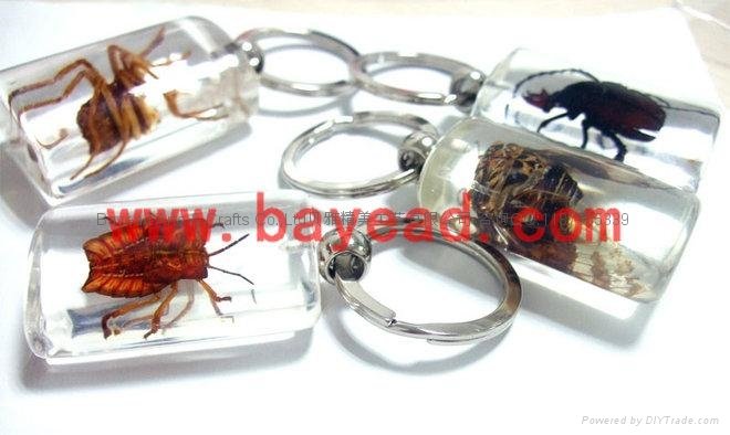 real insect Lucite amber keychains 5